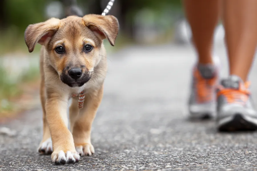 Puppy Training for Beginners